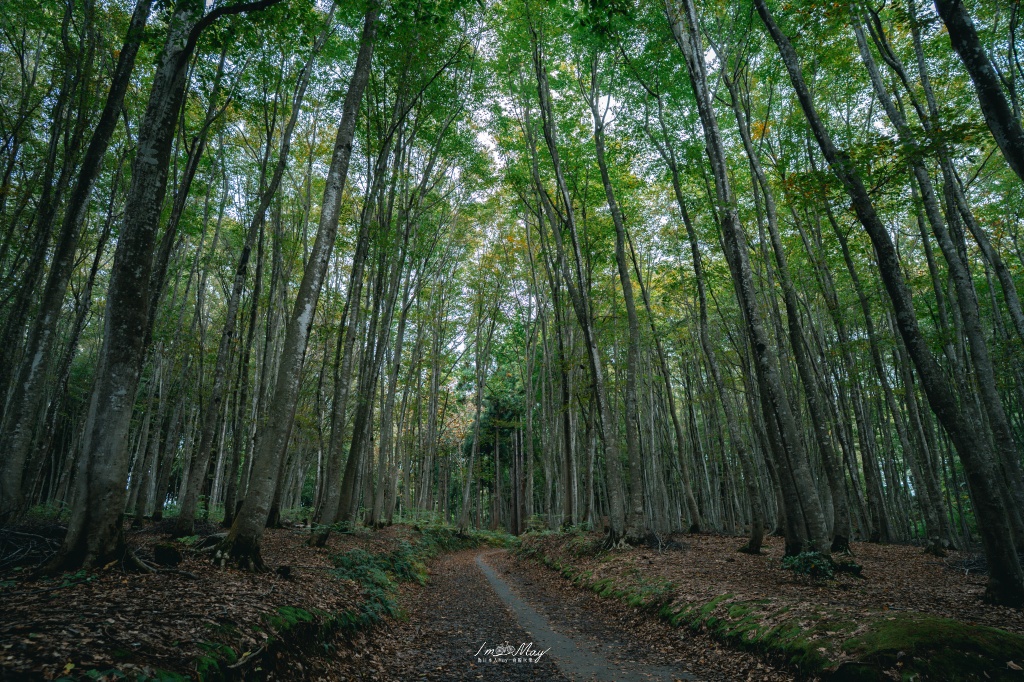 新潟攝影記錄｜初秋的治癒系深呼吸：美人林，在完全翠綠的十月中旬，捕捉森林裡的靜謐光影 @偽日本人May．食遊玩樂