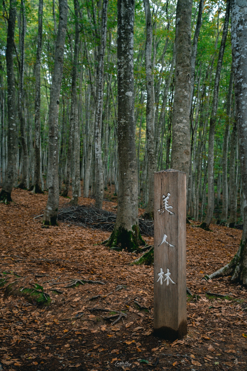 新潟攝影記錄｜初秋的治癒系深呼吸：美人林，在完全翠綠的十月中旬，捕捉森林裡的靜謐光影 @偽日本人May．食遊玩樂