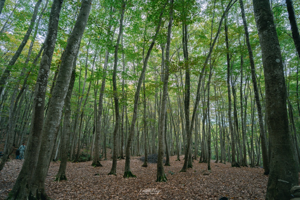 新潟攝影記錄｜初秋的治癒系深呼吸：美人林，在完全翠綠的十月中旬，捕捉森林裡的靜謐光影 @偽日本人May．食遊玩樂