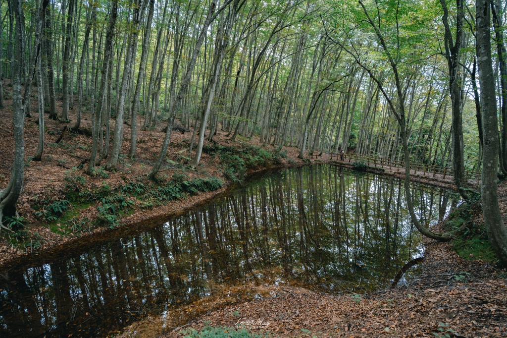 新潟攝影記錄｜初秋的治癒系深呼吸：美人林，在完全翠綠的十月中旬，捕捉森林裡的靜謐光影 @偽日本人May．食遊玩樂