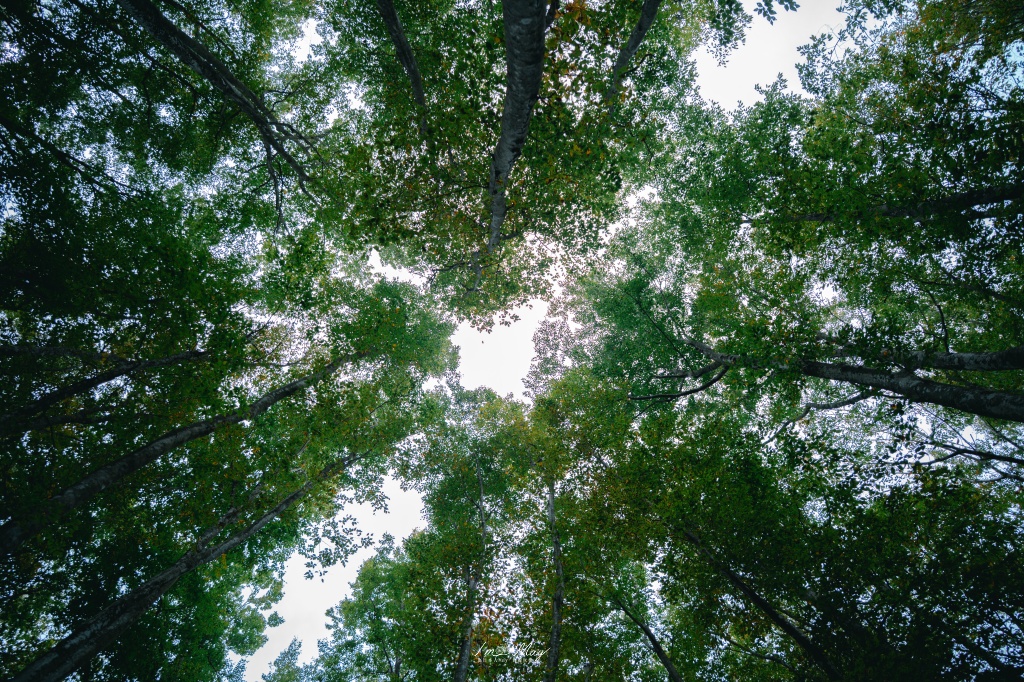 新潟攝影記錄｜初秋的治癒系深呼吸：美人林，在完全翠綠的十月中旬，捕捉森林裡的靜謐光影 @偽日本人May．食遊玩樂