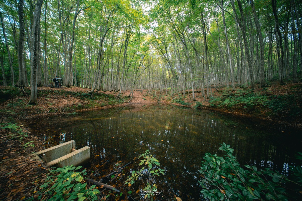 新潟攝影記錄｜初秋的治癒系深呼吸：美人林，在完全翠綠的十月中旬，捕捉森林裡的靜謐光影 @偽日本人May．食遊玩樂