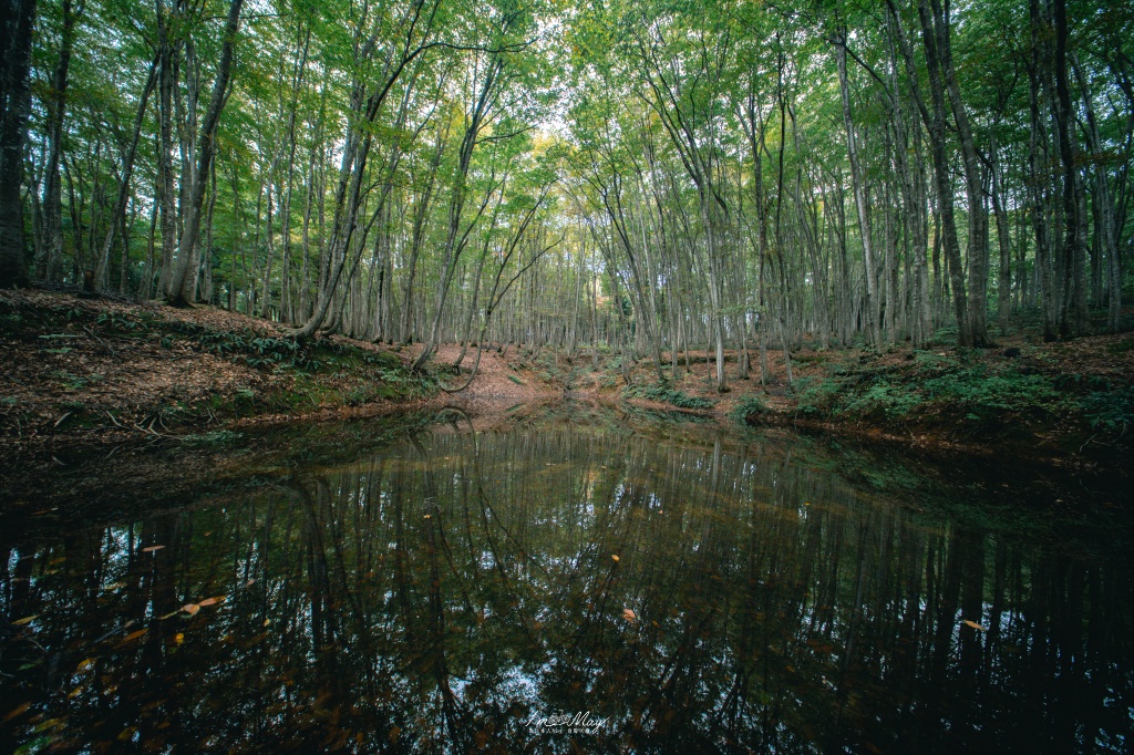 新潟攝影記錄｜初秋的治癒系深呼吸：美人林，在完全翠綠的十月中旬，捕捉森林裡的靜謐光影 @偽日本人May．食遊玩樂