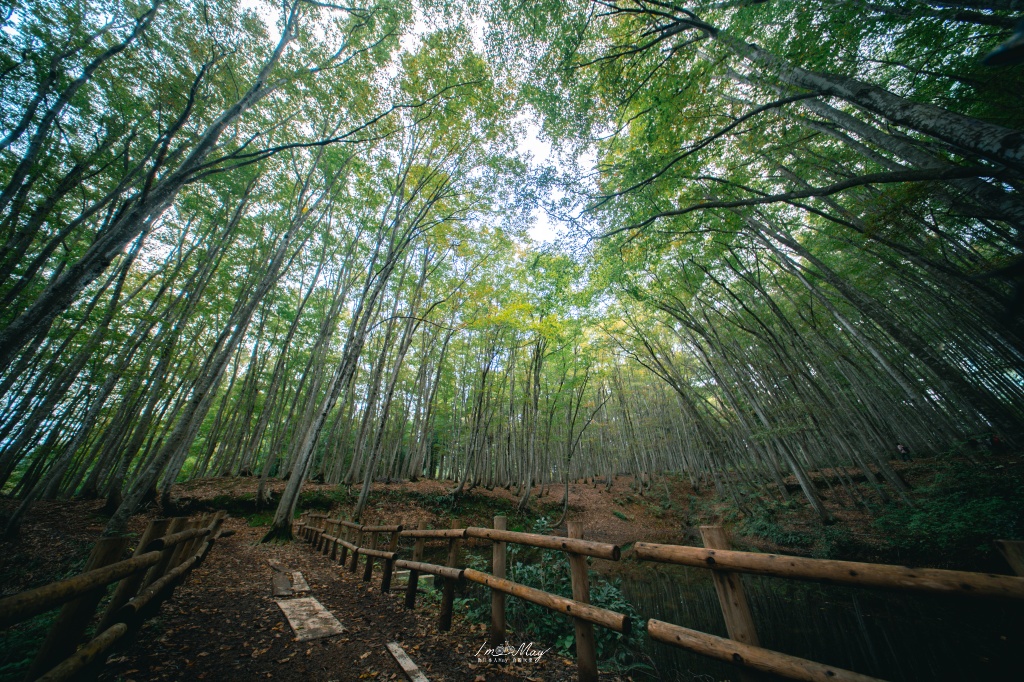 新潟攝影記錄｜初秋的治癒系深呼吸：美人林，在完全翠綠的十月中旬，捕捉森林裡的靜謐光影 @偽日本人May．食遊玩樂