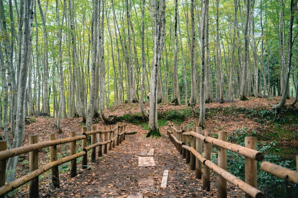 新潟攝影記錄｜初秋的治癒系深呼吸：美人林，在完全翠綠的十月中旬，捕捉森林裡的靜謐光影 @偽日本人May．食遊玩樂