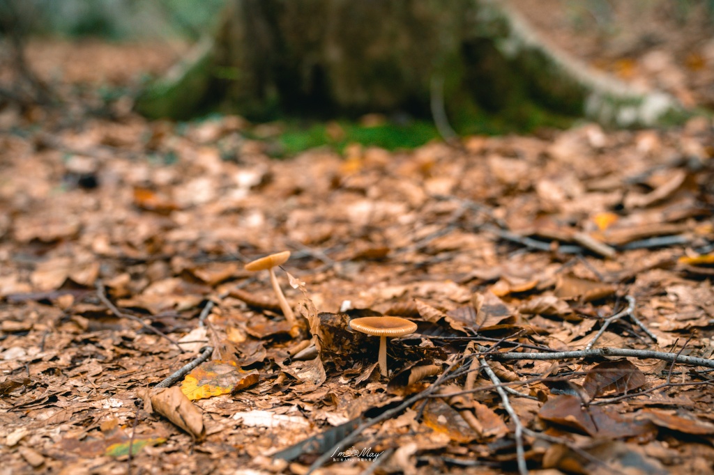 新潟攝影記錄｜初秋的治癒系深呼吸：美人林，在完全翠綠的十月中旬，捕捉森林裡的靜謐光影 @偽日本人May．食遊玩樂