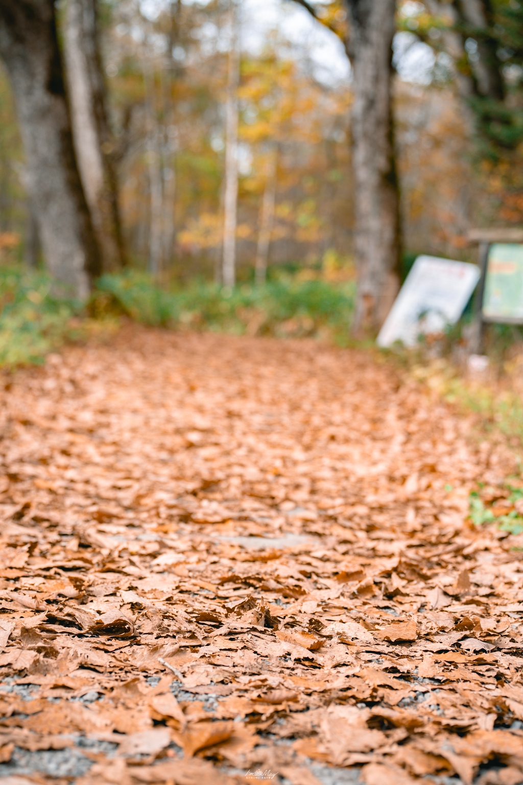 長野攝影記錄｜戶隱神社奧社：夢想清單解鎖！走進千年杉並木參道，捕捉秋日限定的絕美紅葉光影 @偽日本人May．食遊玩樂