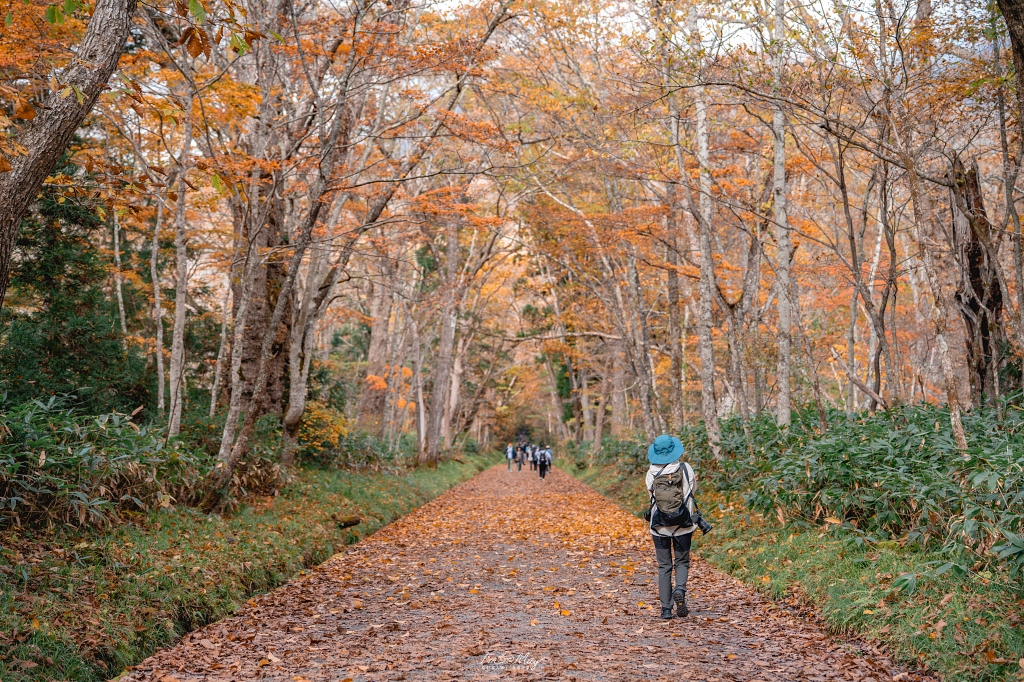 長野攝影記錄｜戶隱神社奧社：夢想清單解鎖！走進千年杉並木參道，捕捉秋日限定的絕美紅葉光影 @偽日本人May．食遊玩樂