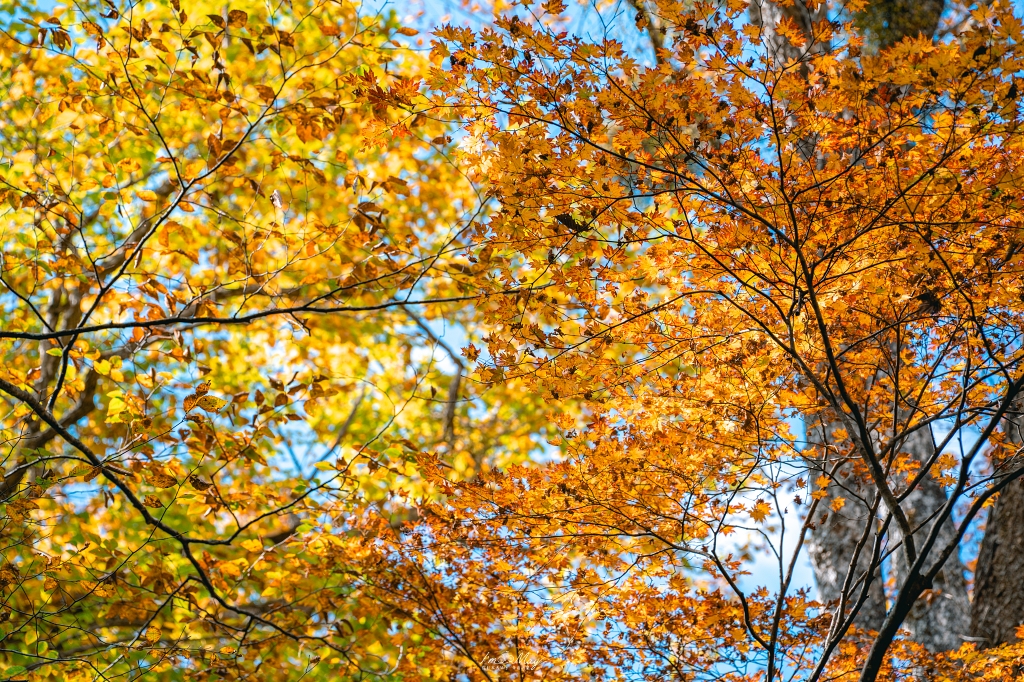 長野攝影記錄｜戶隱神社奧社：夢想清單解鎖！走進千年杉並木參道，捕捉秋日限定的絕美紅葉光影 @偽日本人May．食遊玩樂