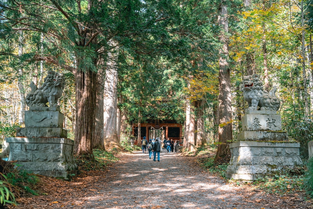 長野攝影記錄｜戶隱神社奧社：夢想清單解鎖！走進千年杉並木參道，捕捉秋日限定的絕美紅葉光影 @偽日本人May．食遊玩樂