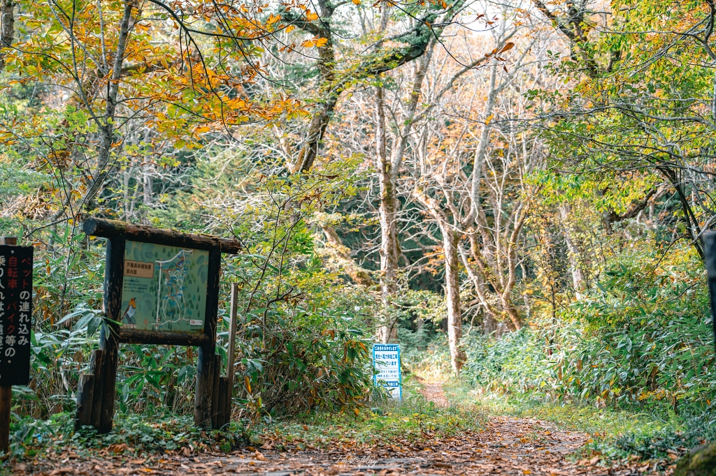 長野攝影記錄｜戶隱神社奧社：夢想清單解鎖！走進千年杉並木參道，捕捉秋日限定的絕美紅葉光影 @偽日本人May．食遊玩樂