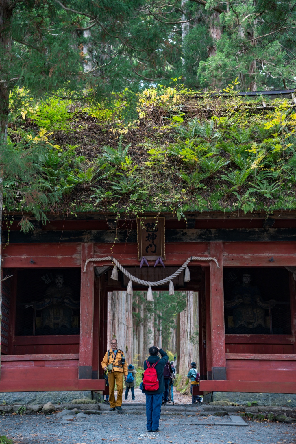 長野攝影記錄｜戶隱神社奧社：夢想清單解鎖！走進千年杉並木參道，捕捉秋日限定的絕美紅葉光影 @偽日本人May．食遊玩樂