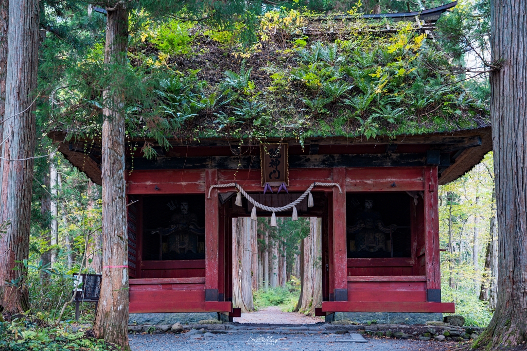 長野攝影記錄｜戶隱神社奧社：夢想清單解鎖！走進千年杉並木參道，捕捉秋日限定的絕美紅葉光影 @偽日本人May．食遊玩樂