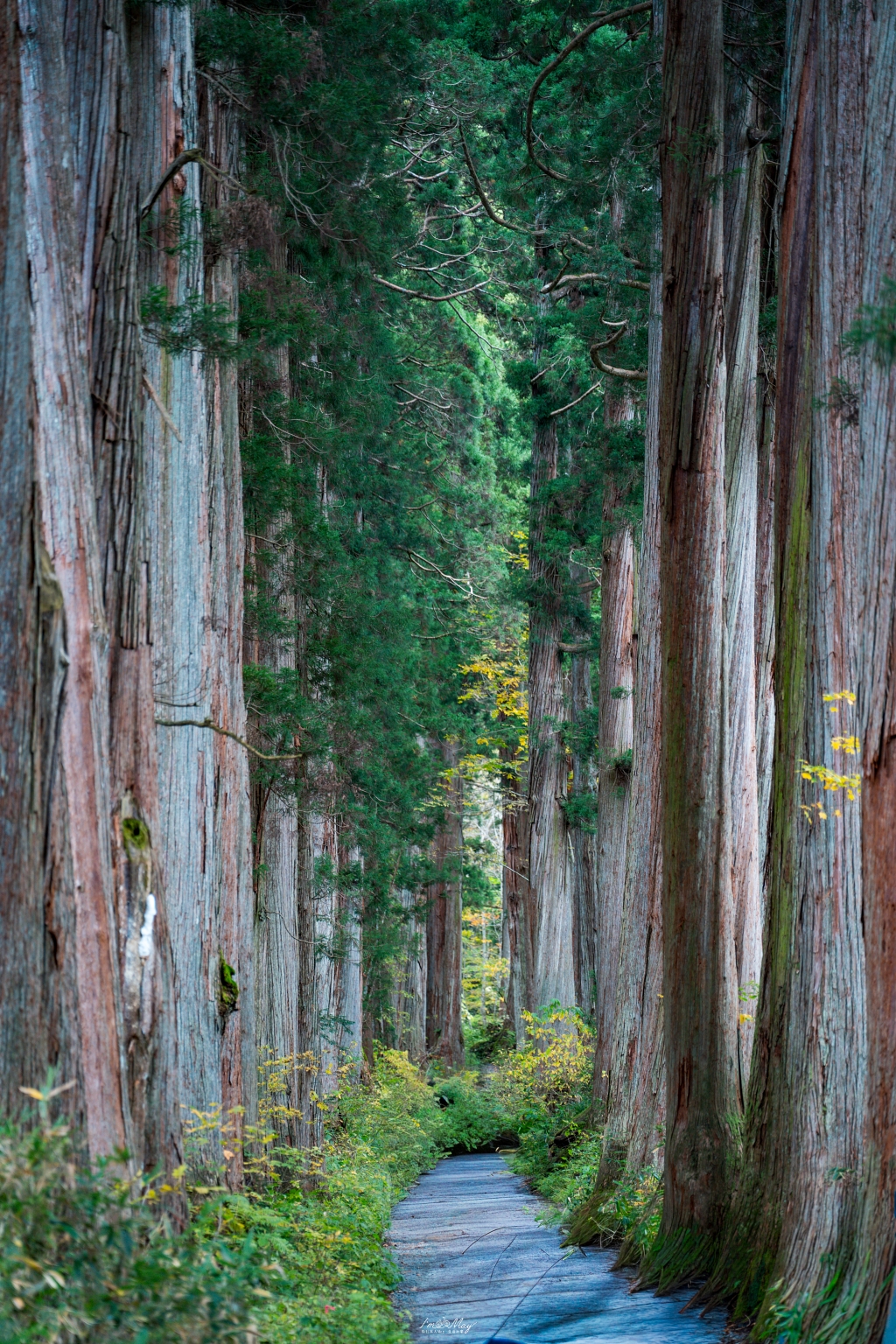 長野攝影記錄｜戶隱神社奧社：夢想清單解鎖！走進千年杉並木參道，捕捉秋日限定的絕美紅葉光影 @偽日本人May．食遊玩樂