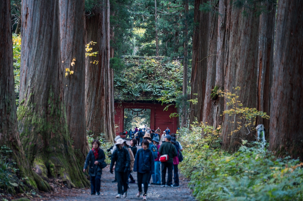 長野攝影記錄｜戶隱神社奧社：夢想清單解鎖！走進千年杉並木參道，捕捉秋日限定的絕美紅葉光影 @偽日本人May．食遊玩樂