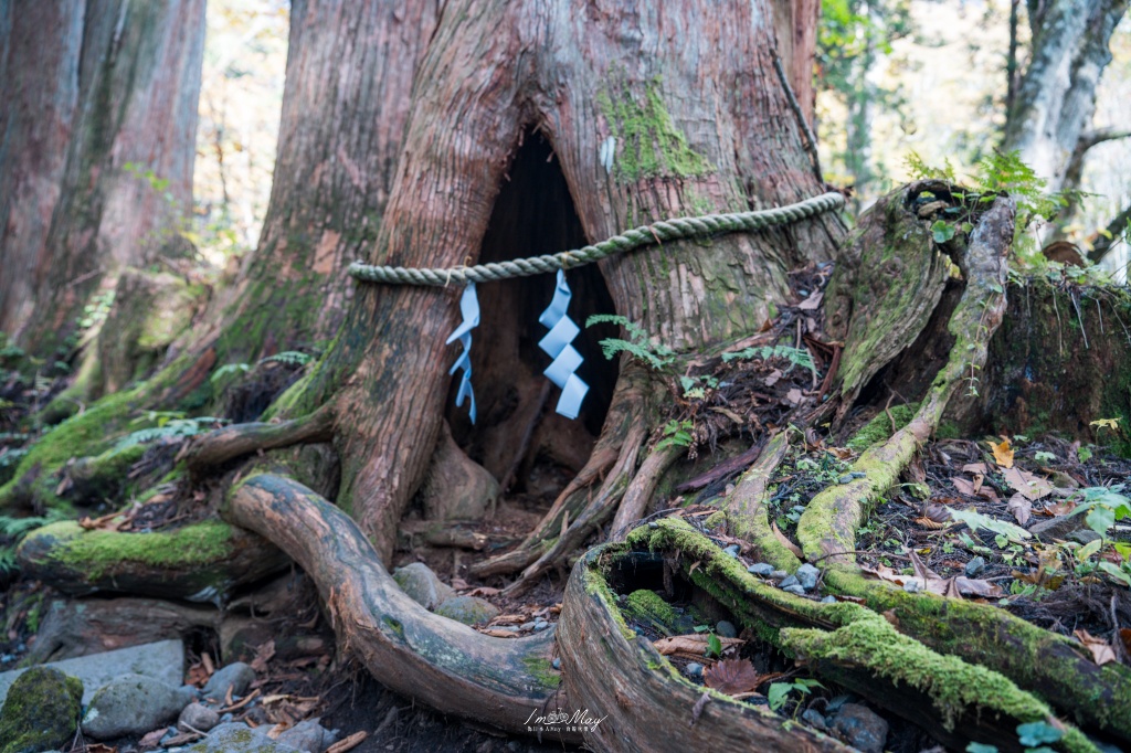 長野攝影記錄｜戶隱神社奧社：夢想清單解鎖！走進千年杉並木參道，捕捉秋日限定的絕美紅葉光影 @偽日本人May．食遊玩樂