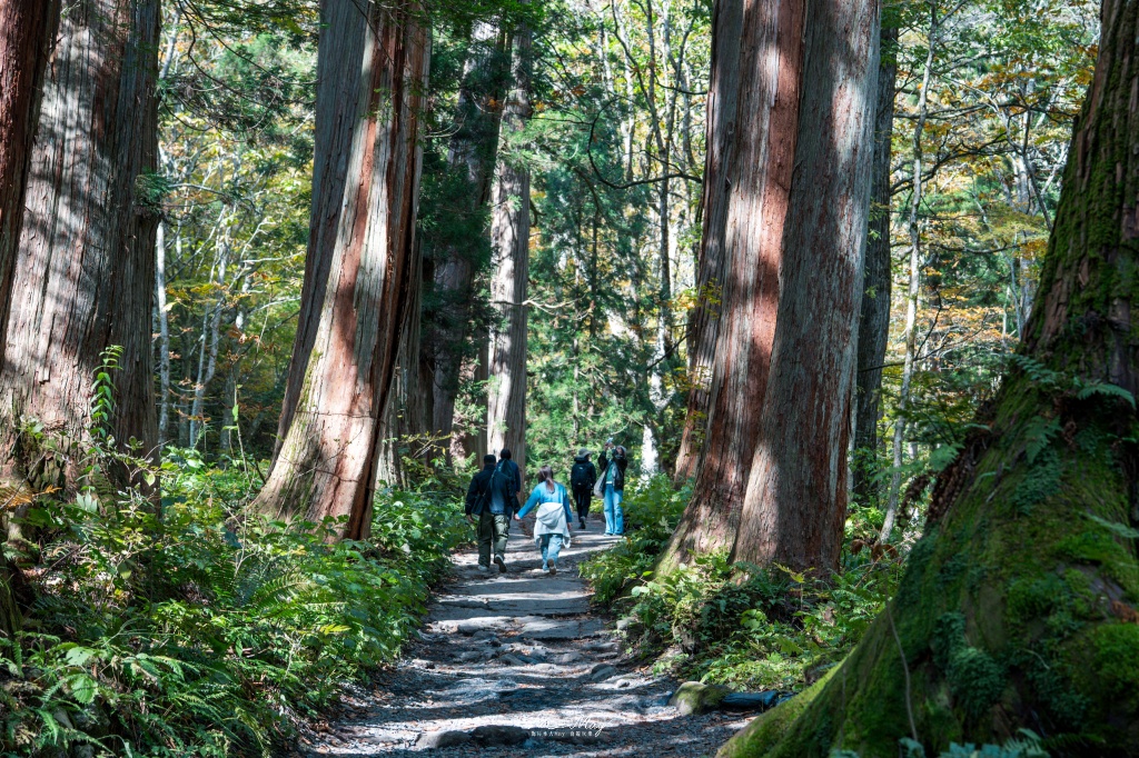 長野攝影記錄｜戶隱神社奧社：夢想清單解鎖！走進千年杉並木參道，捕捉秋日限定的絕美紅葉光影 @偽日本人May．食遊玩樂
