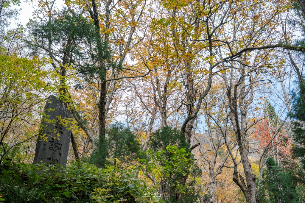 長野攝影記錄｜戶隱神社奧社：夢想清單解鎖！走進千年杉並木參道，捕捉秋日限定的絕美紅葉光影 @偽日本人May．食遊玩樂