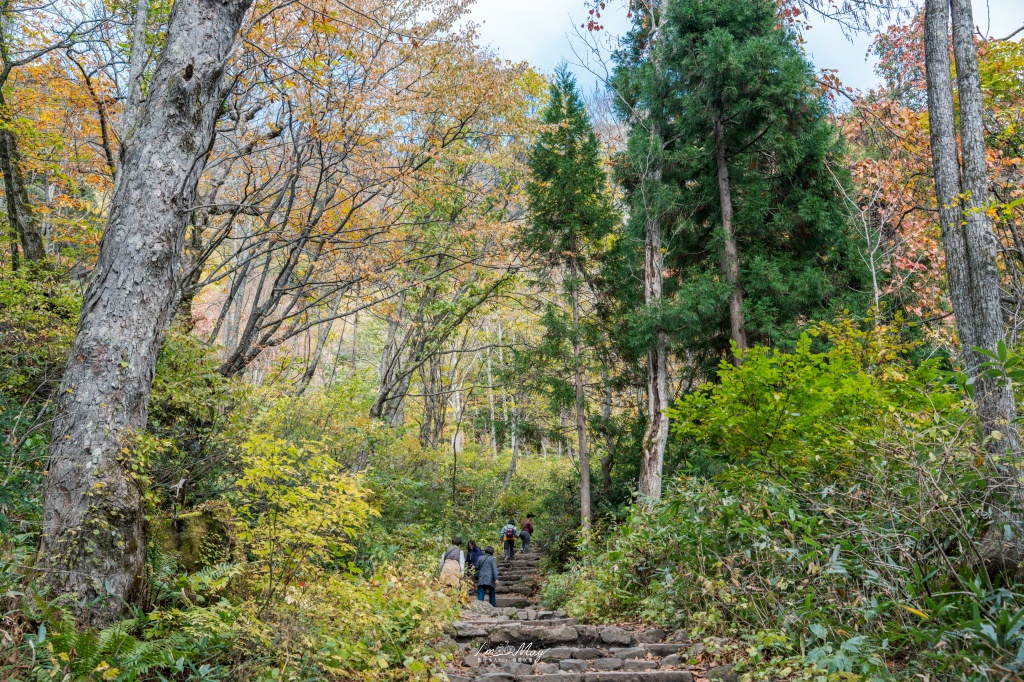 長野攝影記錄｜戶隱神社奧社：夢想清單解鎖！走進千年杉並木參道，捕捉秋日限定的絕美紅葉光影 @偽日本人May．食遊玩樂