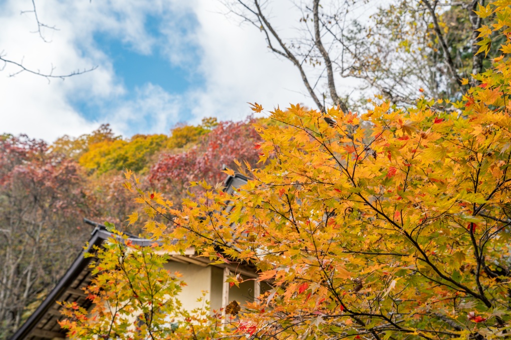 長野攝影記錄｜戶隱神社奧社：夢想清單解鎖！走進千年杉並木參道，捕捉秋日限定的絕美紅葉光影 @偽日本人May．食遊玩樂