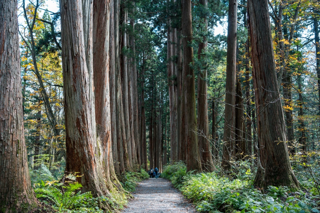 長野攝影記錄｜戶隱神社奧社：夢想清單解鎖！走進千年杉並木參道，捕捉秋日限定的絕美紅葉光影 @偽日本人May．食遊玩樂