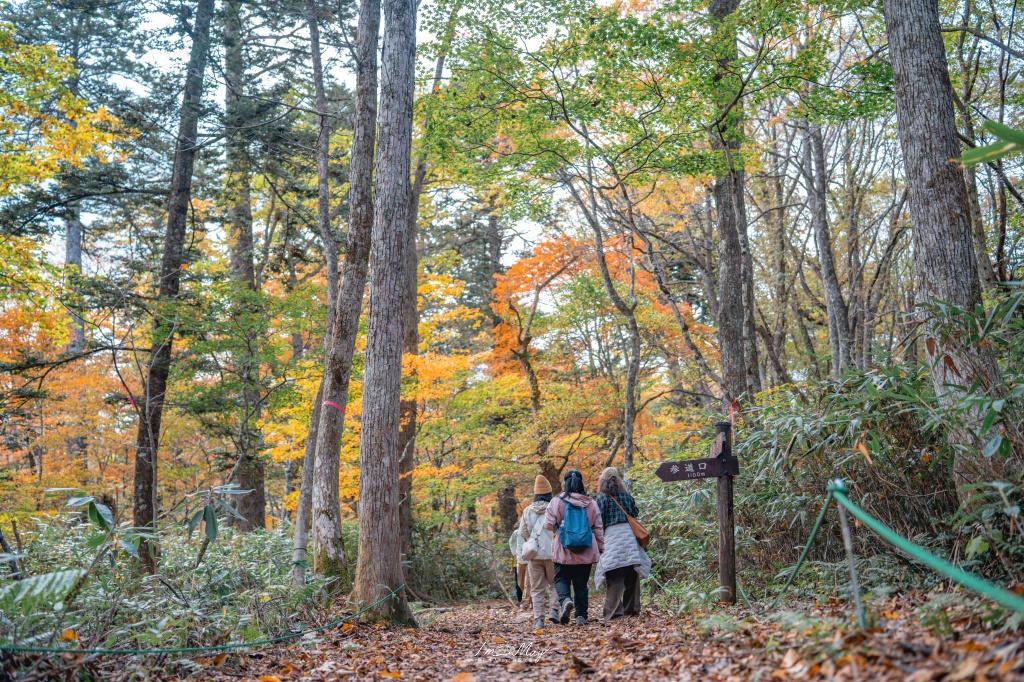 長野攝影記錄｜戶隱神社奧社：夢想清單解鎖！走進千年杉並木參道，捕捉秋日限定的絕美紅葉光影 @偽日本人May．食遊玩樂