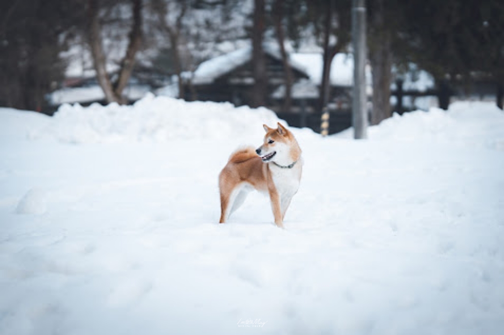 追尋雪國火光！秋田冬日雙祭典記錄：生剝鬼柴燈祭、角館火振祭 3 天 2 夜深度之旅，與 JR 東日本、創造旅遊走進森吉山樹冰的魔幻雪景 @偽日本人May．食遊玩樂