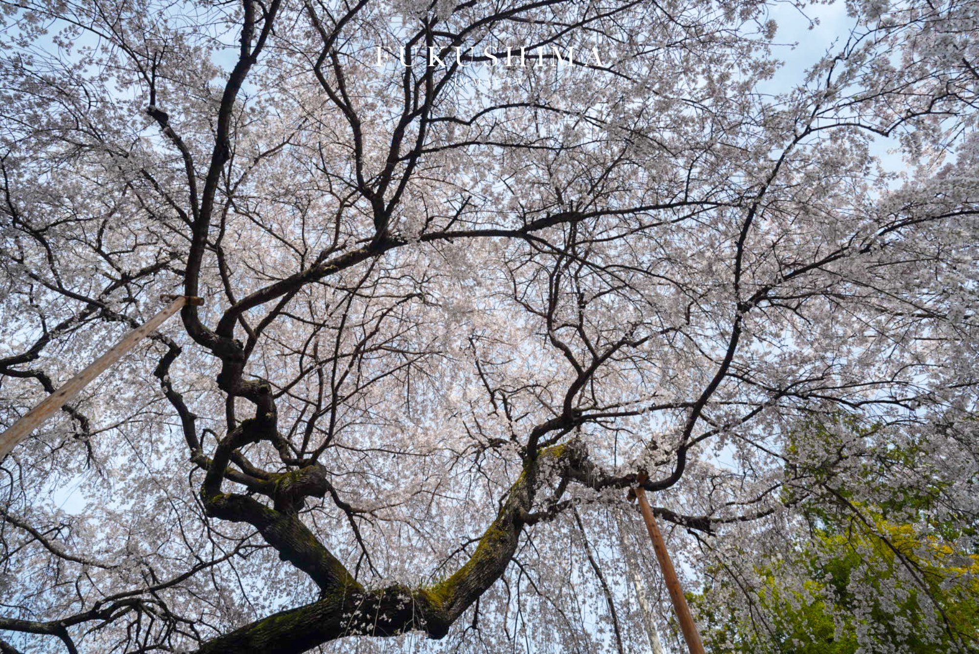 福島春季旅行提案 : 當大梵谷遇見粉色奇蹟:福島 DC 觀光企劃,一場結合藝術與復興的五感盛宴 @偽日本人May.食遊玩樂 福島春季旅行提案 : 當大梵谷遇見粉色奇蹟:福島 DC 觀光企劃,一場結合藝術與復興的五感盛宴 @偽日本人May.食遊玩樂