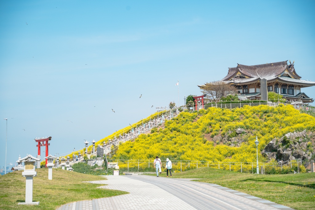 青森攝影記錄｜春末限定的黃金絕景！蕪島神社：油菜花與海鳥共演，八戶港旁最有生命力的風景 @偽日本人May．食遊玩樂