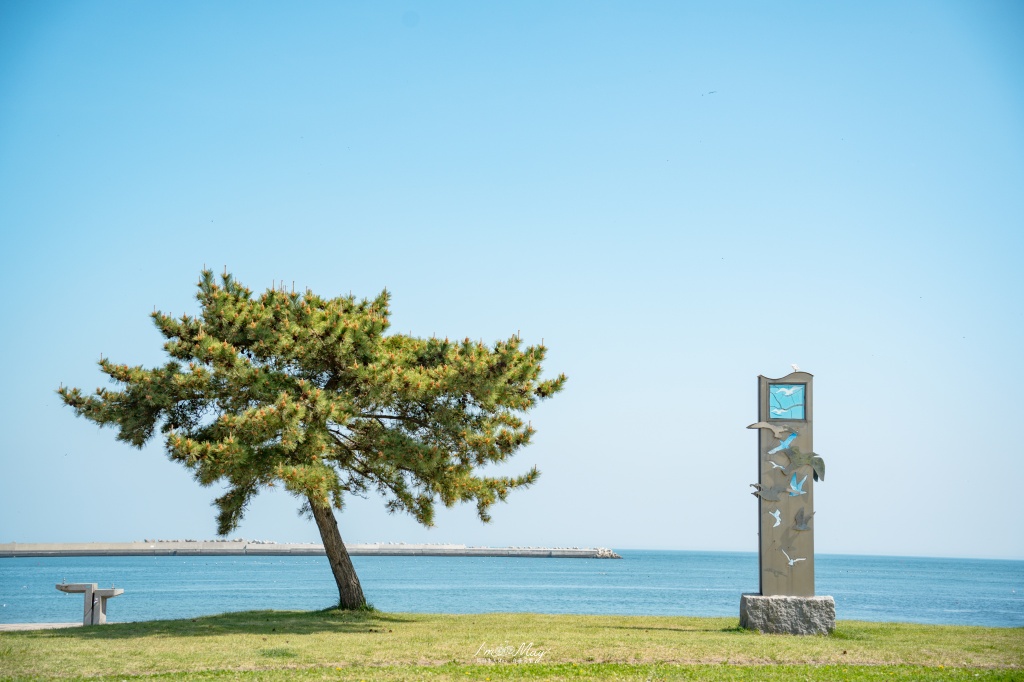 青森攝影記錄｜春末限定的黃金絕景！蕪島神社：油菜花與海鳥共演，八戶港旁最有生命力的風景 @偽日本人May．食遊玩樂