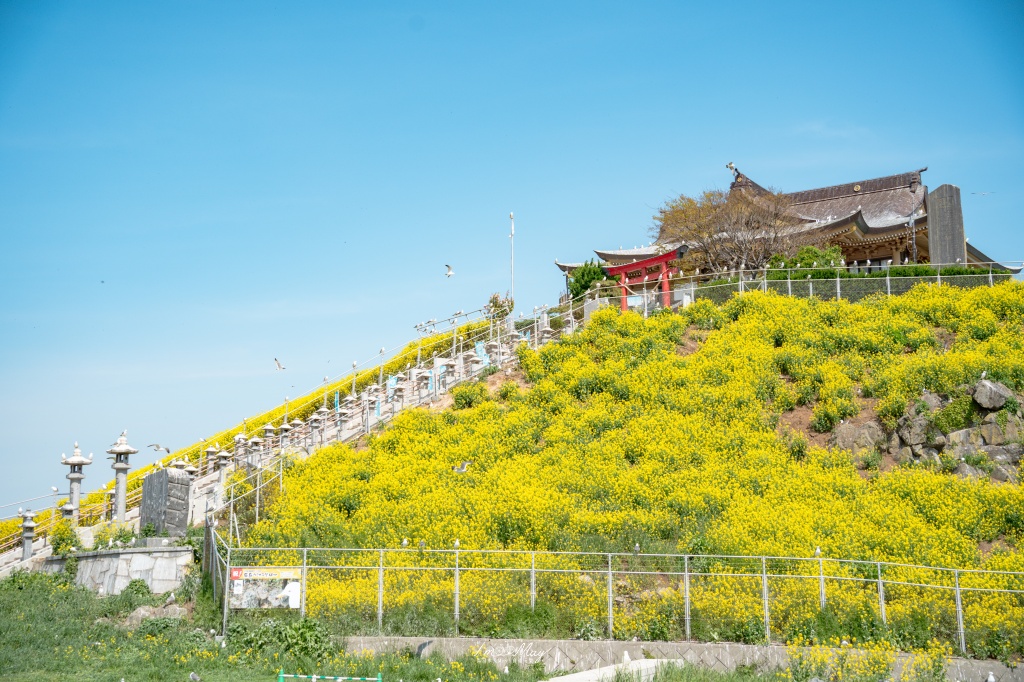 青森攝影記錄｜春末限定的黃金絕景！蕪島神社：油菜花與海鳥共演，八戶港旁最有生命力的風景 @偽日本人May．食遊玩樂