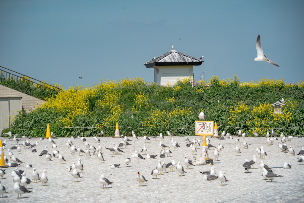 青森攝影記錄｜春末限定的黃金絕景！蕪島神社：油菜花與海鳥共演，八戶港旁最有生命力的風景 @偽日本人May．食遊玩樂