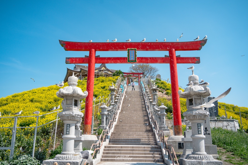 青森攝影記錄｜春末限定的黃金絕景！蕪島神社：油菜花與海鳥共演，八戶港旁最有生命力的風景 @偽日本人May．食遊玩樂