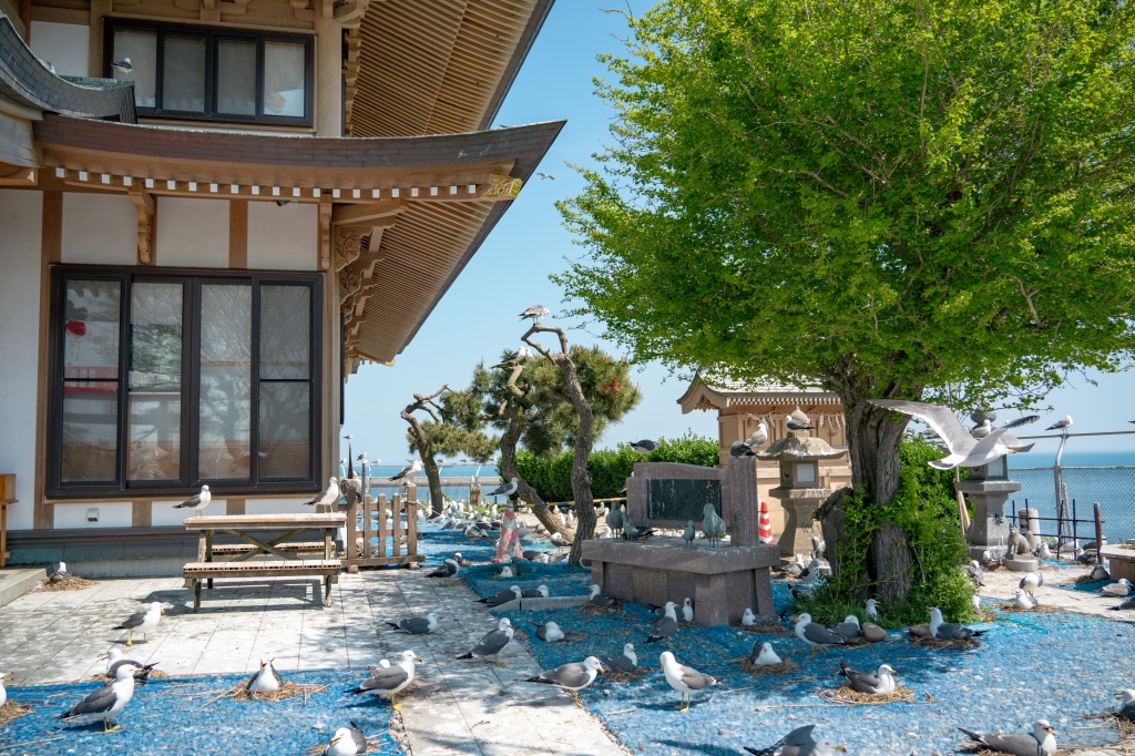 青森攝影記錄｜春末限定的黃金絕景！蕪島神社：油菜花與海鳥共演，八戶港旁最有生命力的風景 @偽日本人May．食遊玩樂