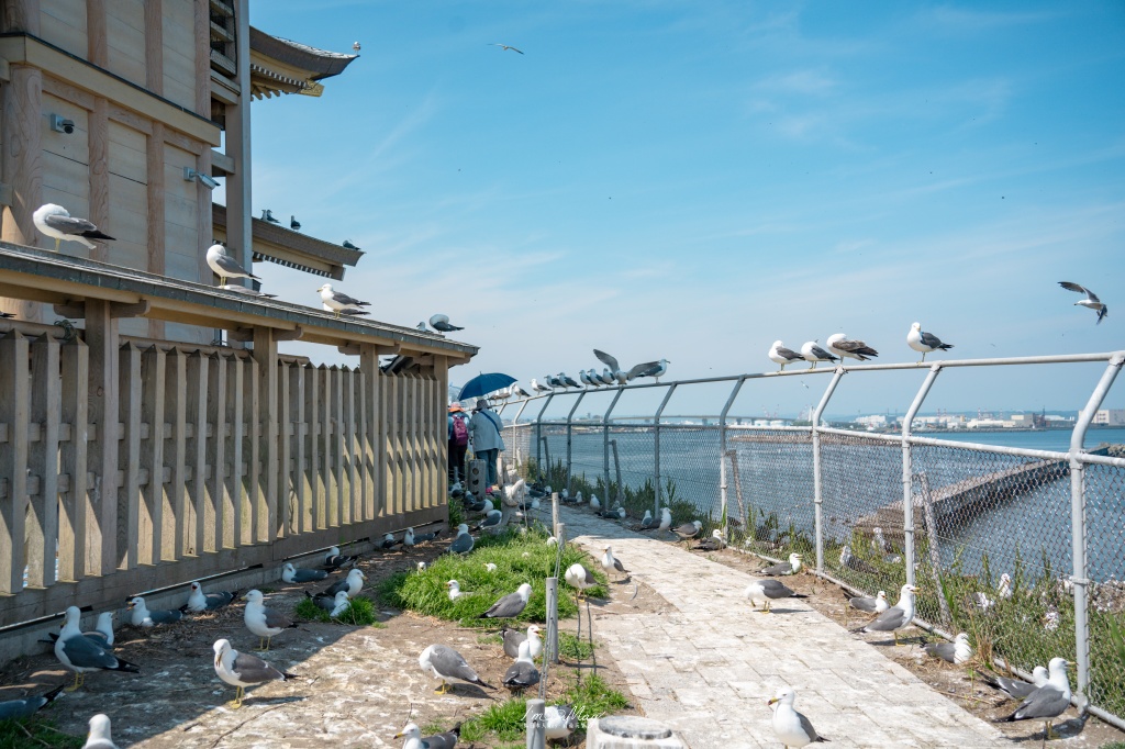青森攝影記錄｜春末限定的黃金絕景！蕪島神社：油菜花與海鳥共演，八戶港旁最有生命力的風景 @偽日本人May．食遊玩樂