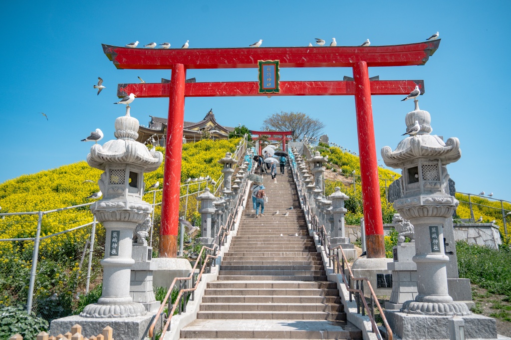 青森攝影記錄｜春末限定的黃金絕景！蕪島神社：油菜花與海鳥共演，八戶港旁最有生命力的風景 @偽日本人May．食遊玩樂