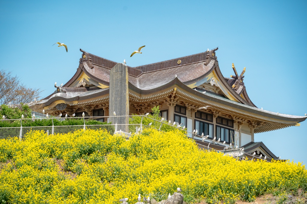 青森攝影記錄｜春末限定的黃金絕景！蕪島神社：油菜花與海鳥共演，八戶港旁最有生命力的風景 @偽日本人May．食遊玩樂