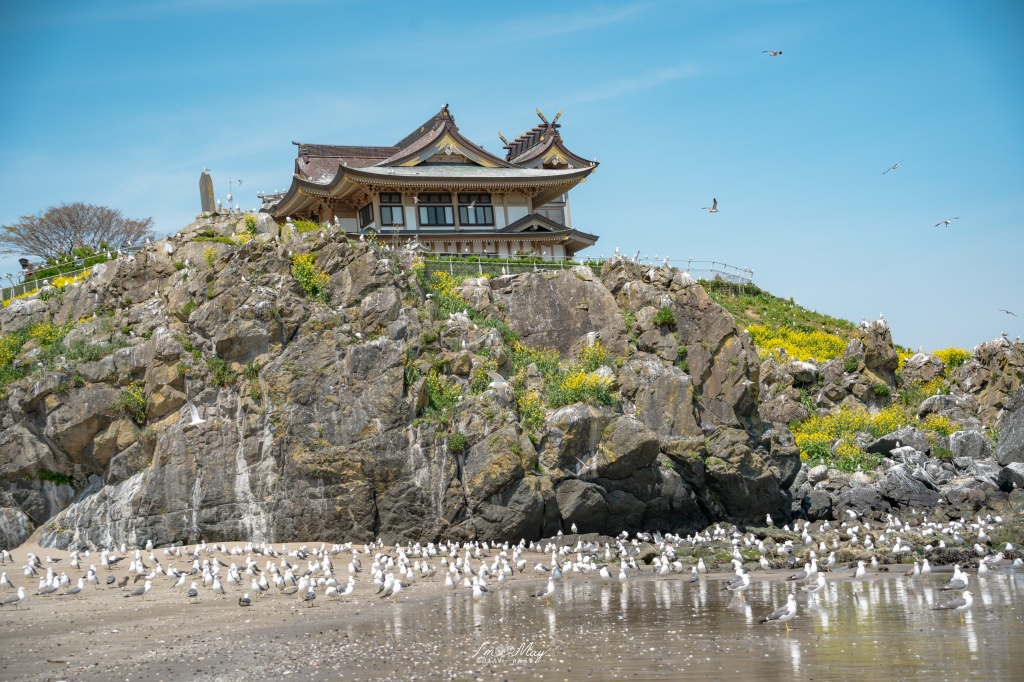 青森攝影記錄｜春末限定的黃金絕景！蕪島神社：油菜花與海鳥共演，八戶港旁最有生命力的風景 @偽日本人May．食遊玩樂
