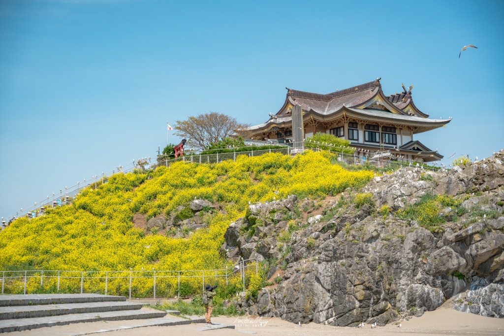 青森攝影記錄｜春末限定的黃金絕景！蕪島神社：油菜花與海鳥共演，八戶港旁最有生命力的風景 @偽日本人May．食遊玩樂