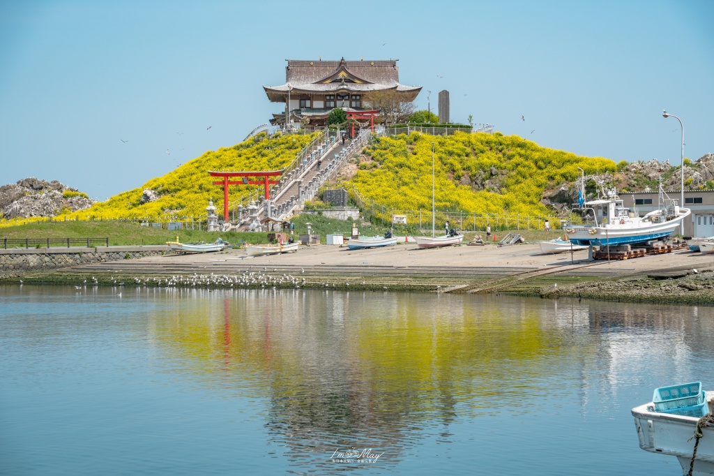 青森攝影記錄｜春末限定的黃金絕景！蕪島神社：油菜花與海鳥共演，八戶港旁最有生命力的風景 @偽日本人May．食遊玩樂
