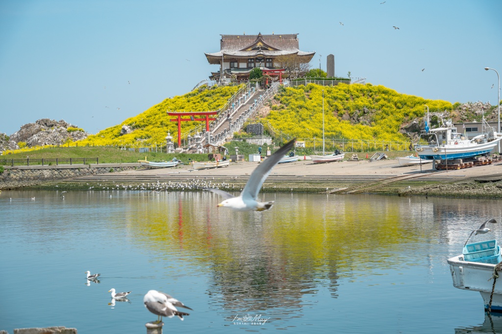 青森攝影記錄｜春末限定的黃金絕景！蕪島神社：油菜花與海鳥共演，八戶港旁最有生命力的風景 @偽日本人May．食遊玩樂