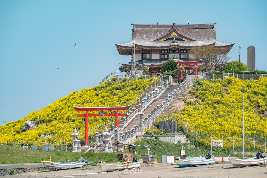 青森攝影記錄｜春末限定的黃金絕景！蕪島神社：油菜花與海鳥共演，八戶港旁最有生命力的風景 @偽日本人May．食遊玩樂