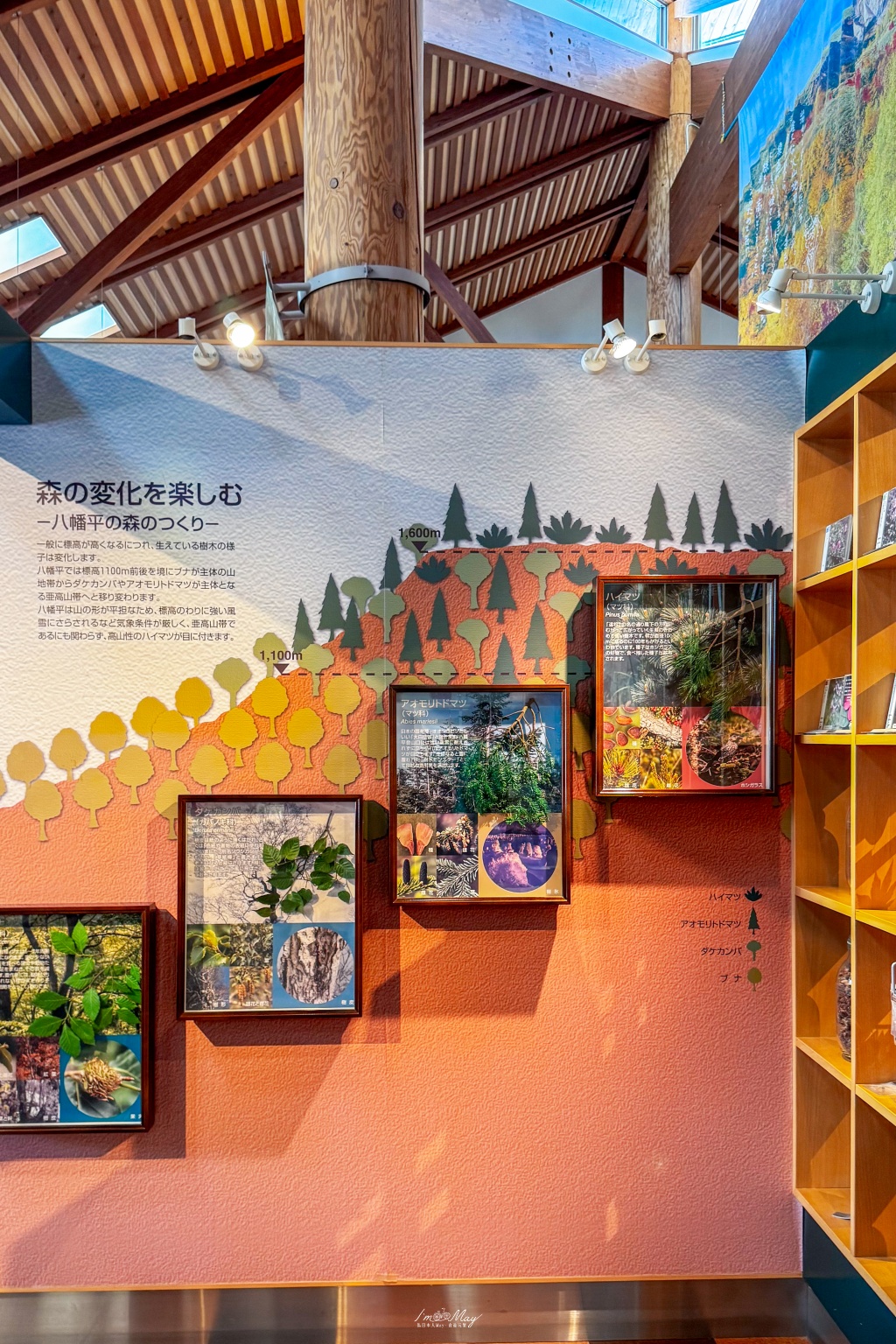 岩手攝影記錄｜初夏限定的日本絕景「八幡平龍之眼」：只出現短短幾週的夢幻景色，交通、開眼時間與輕鬆步行攻略 @偽日本人May．食遊玩樂