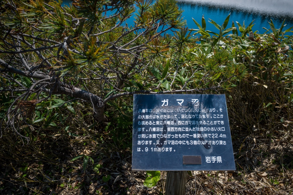 岩手攝影記錄｜初夏限定的日本絕景「八幡平龍之眼」：只出現短短幾週的夢幻景色，交通、開眼時間與輕鬆步行攻略 @偽日本人May．食遊玩樂