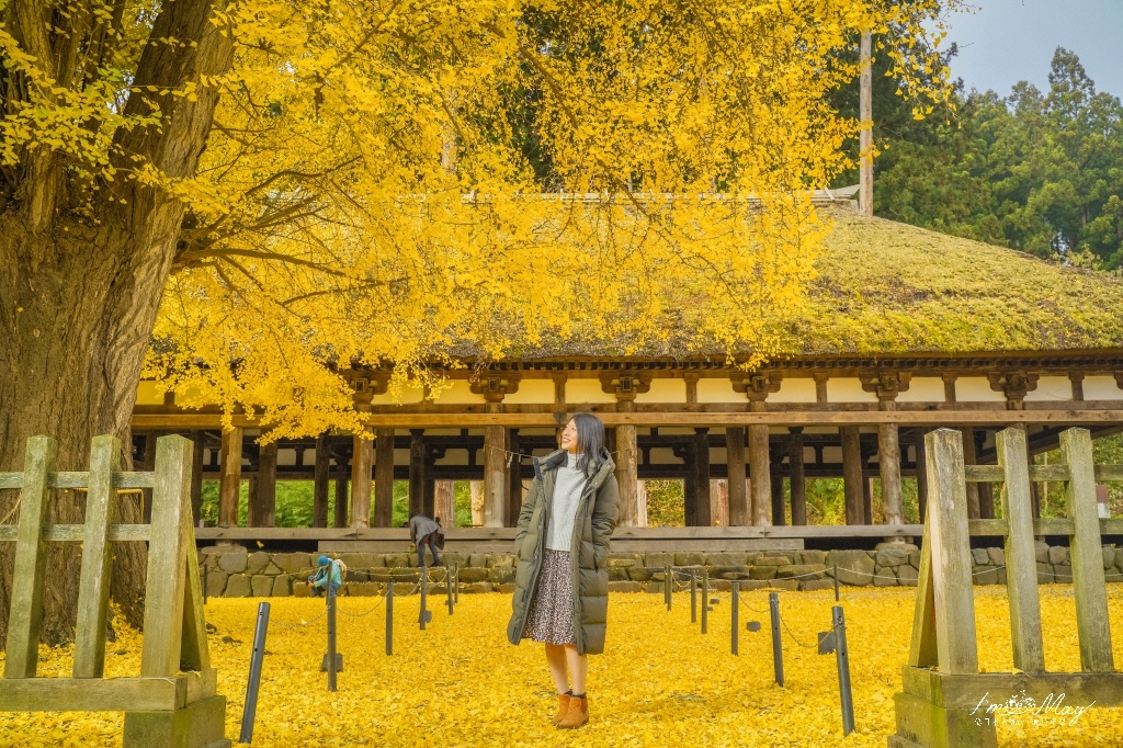福島、喜多方 | 新宮熊野神社的雄偉長床、金黃閃耀的八百年大銀杏 | 多訪記錄、交通方式、拍攝建議 @偽日本人May．食遊玩樂