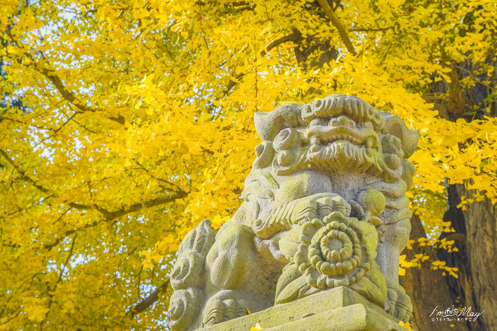 福島、喜多方 | 新宮熊野神社的雄偉長床、金黃閃耀的八百年大銀杏 | 多訪記錄、交通方式、拍攝建議 @偽日本人May．食遊玩樂